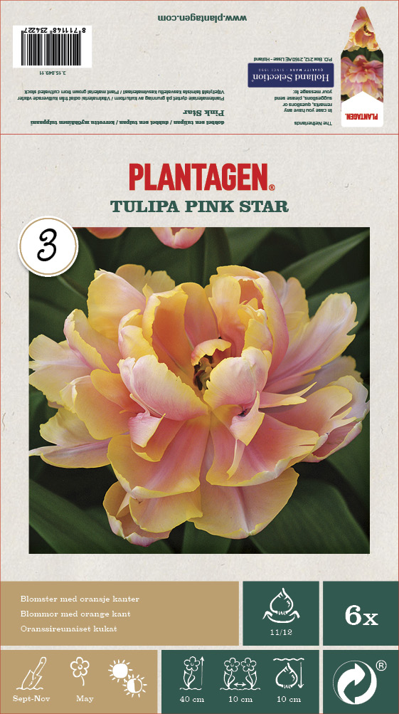 Tulipan 'Pink Star' - 6 stk