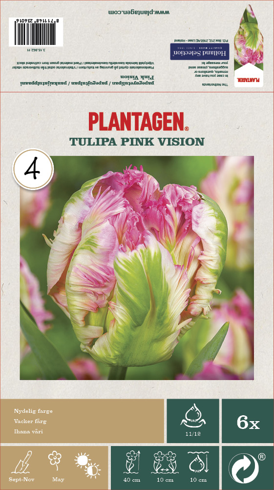 Papegojtulpan 'Pink Vision' - 6 st