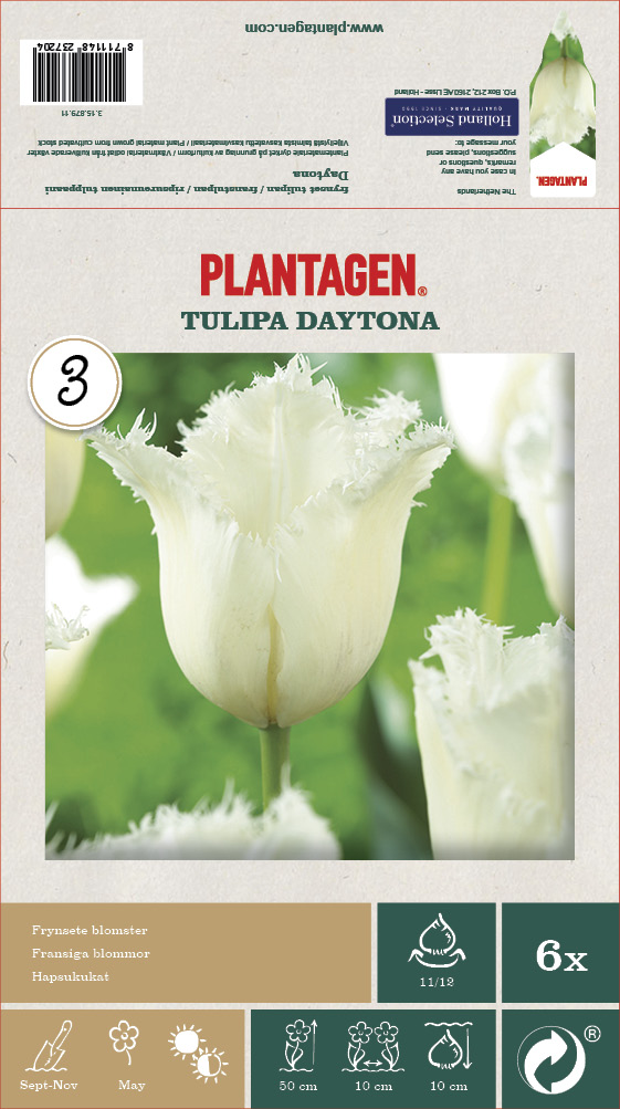 Tulipa Daytona 11/12  white - 6 bulbs