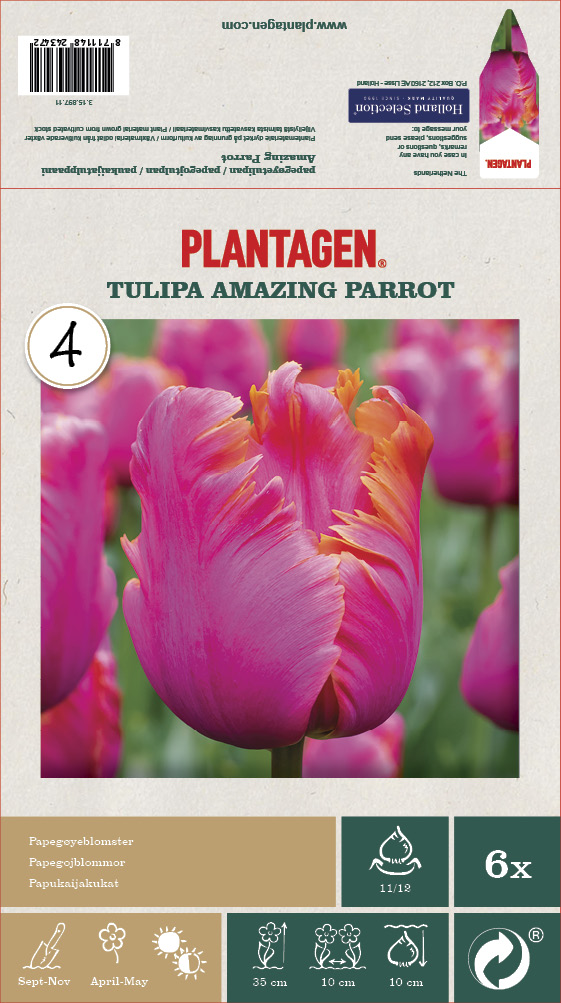 Papegojtulpan 'Amazing Parrot' - 6 st