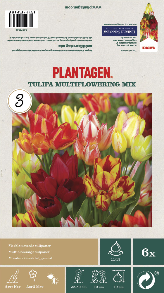 Tulipan flerblomstret, miks