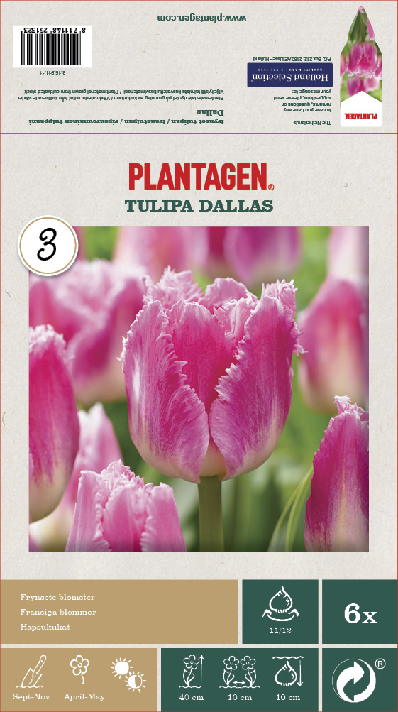 Tulipan 'Dallas' - 6 stk