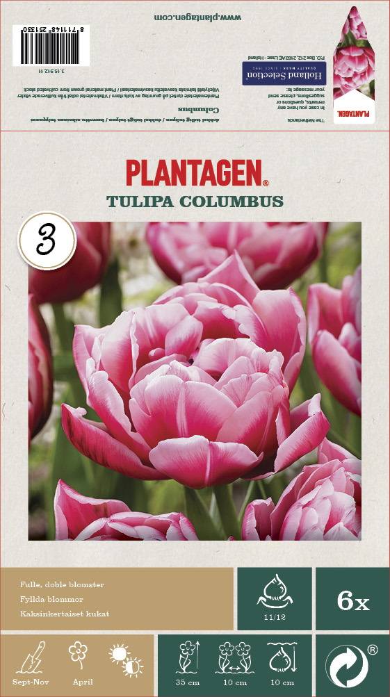Tulpan 'Columbus' - 6 st