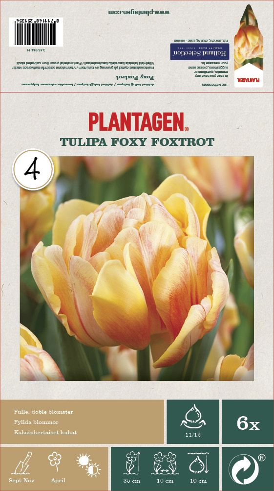 Tulipa Double Early Foxy Foxtrot - 6 bulbs