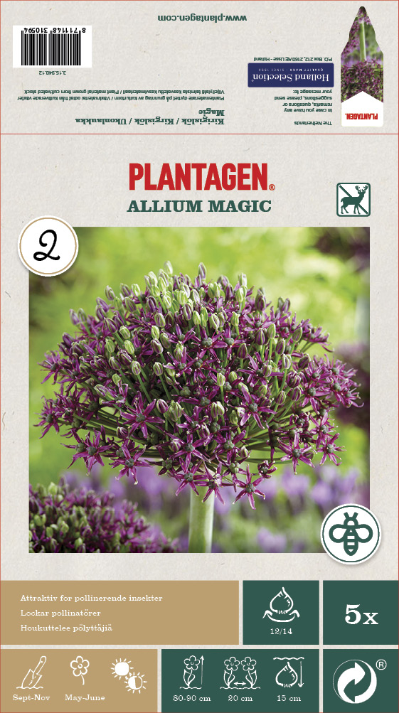 Allium Magic - 5 st