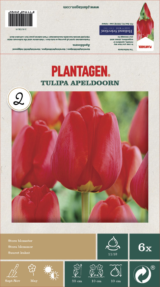 Darwinhybridtulpan 'Apeldoorn' - 6 st