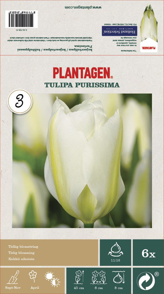 Kejsartulpan 'Purissima' - 6 st