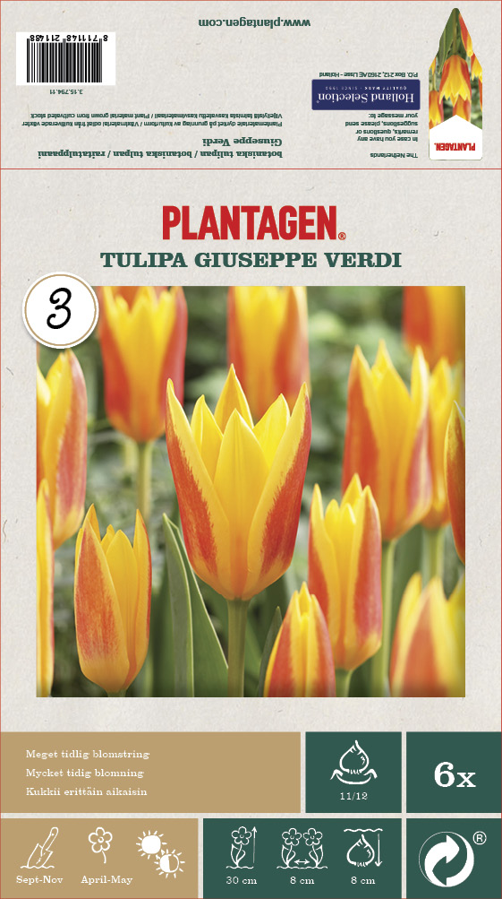 Näckrostulpan 'Giuseppe Verdi' - 6 st