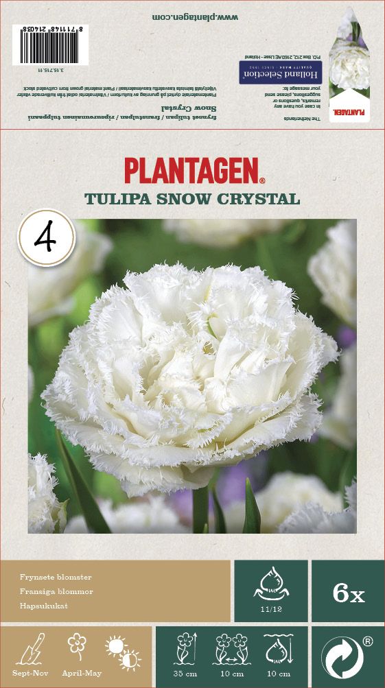 Franstulpan 'Snow Crystal'
