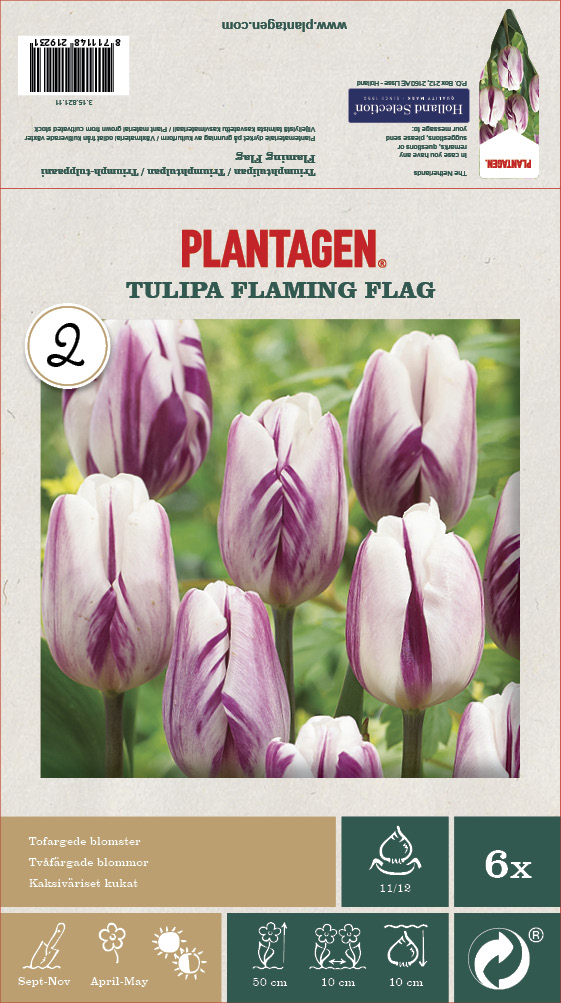 Tulipan 'Flaming Flag' - 6 stk