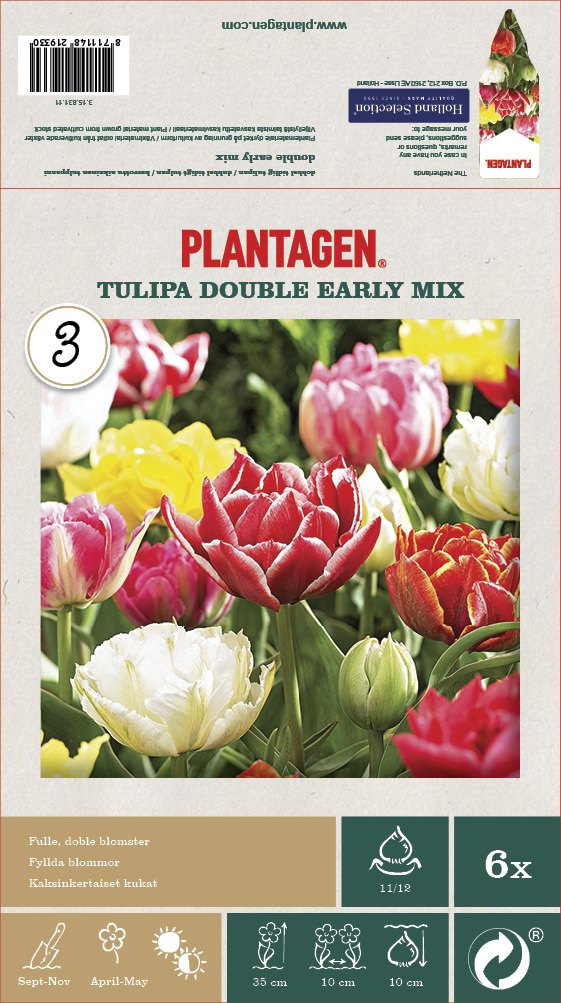 Fylldblommiga tulpaner mix - 6 st