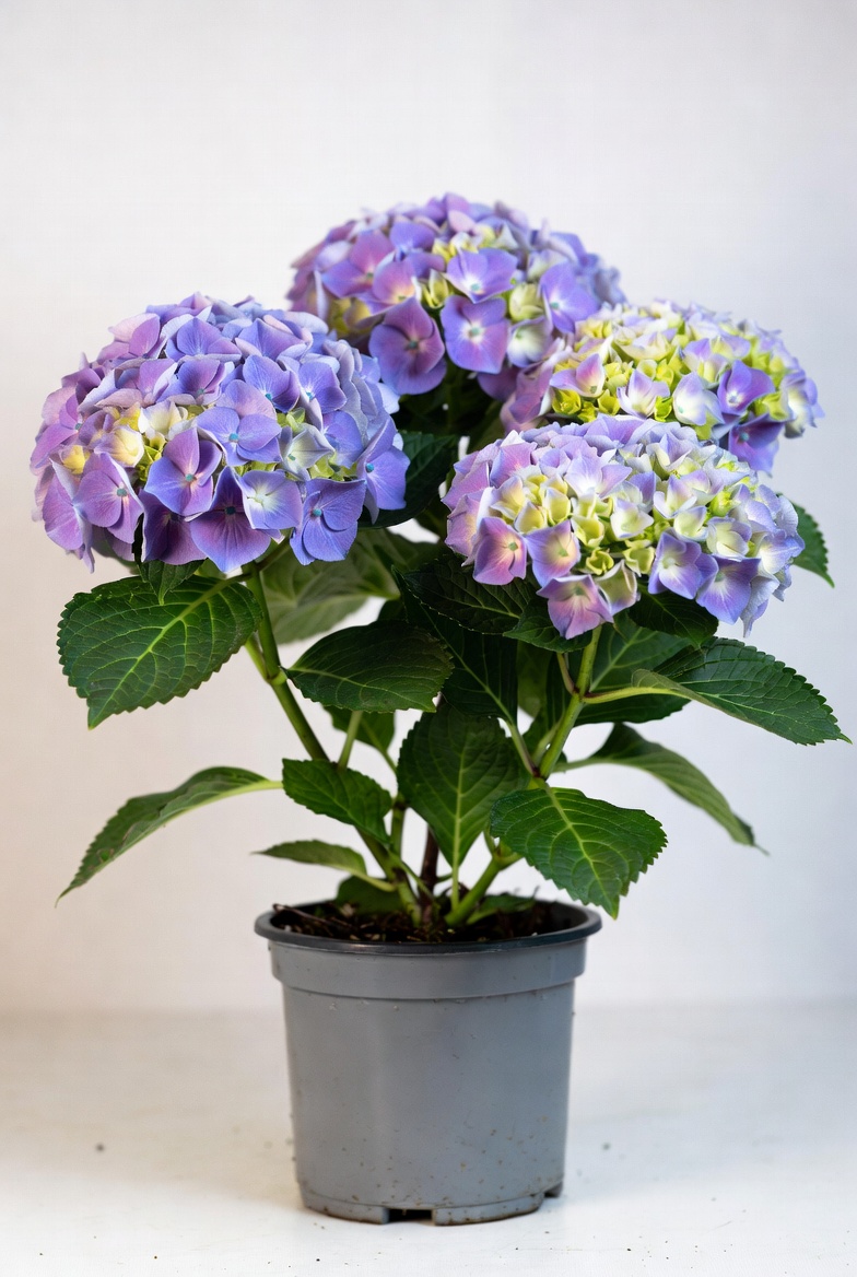 Hydrangea macrophylla Dekorativ växt