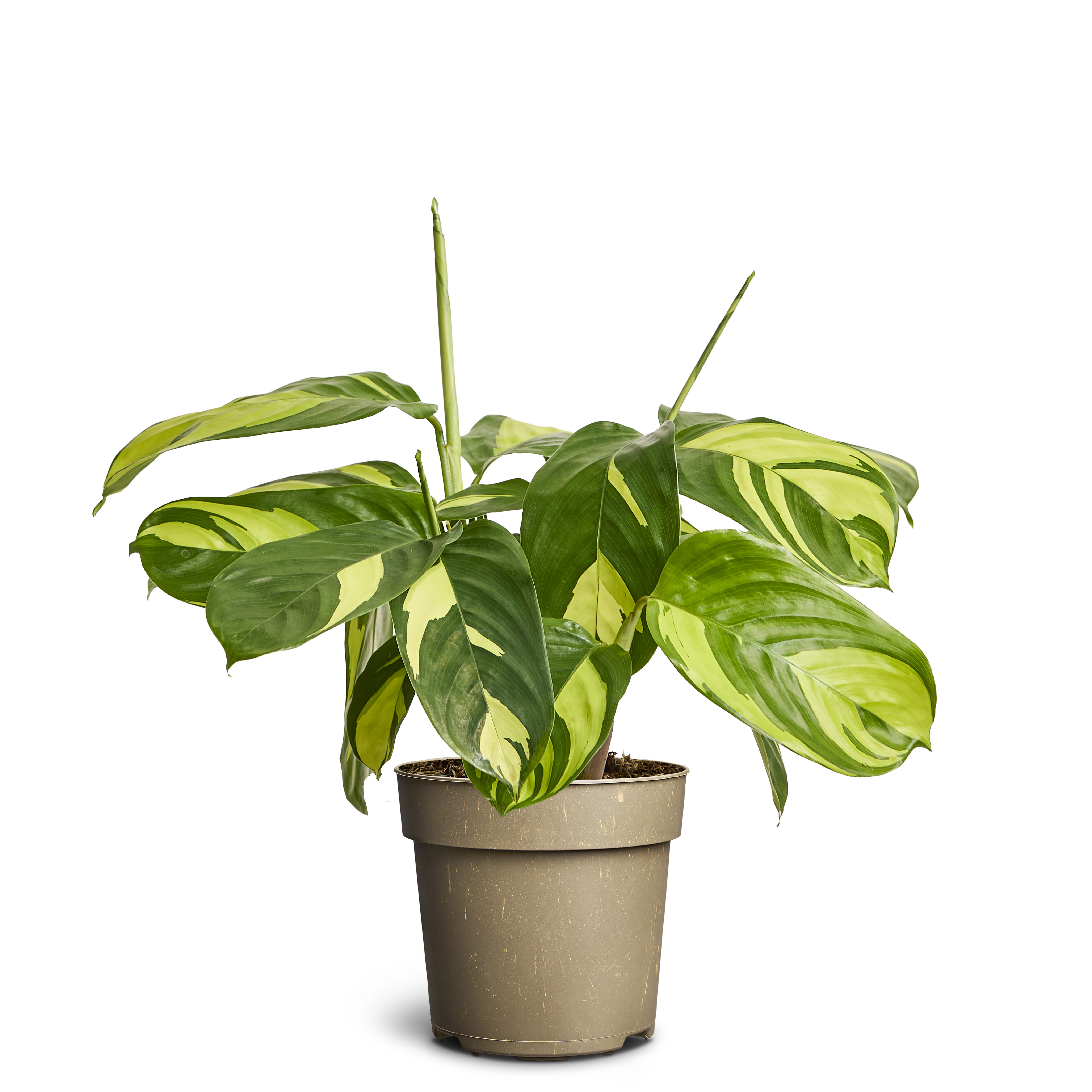 Ctenanthe ‘Golden Mosaic’