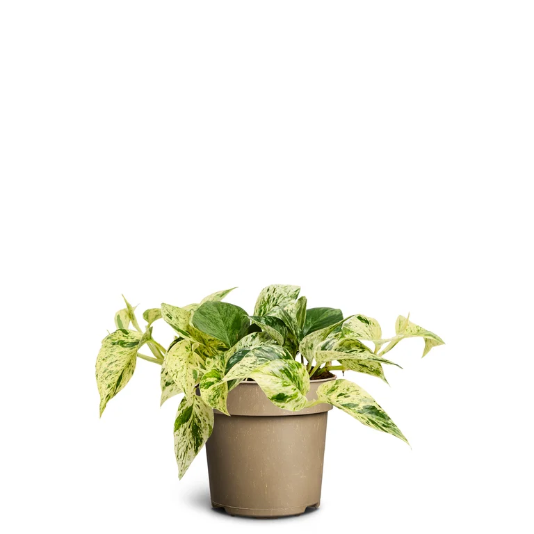 Marmorranka ‘Marble Queen’