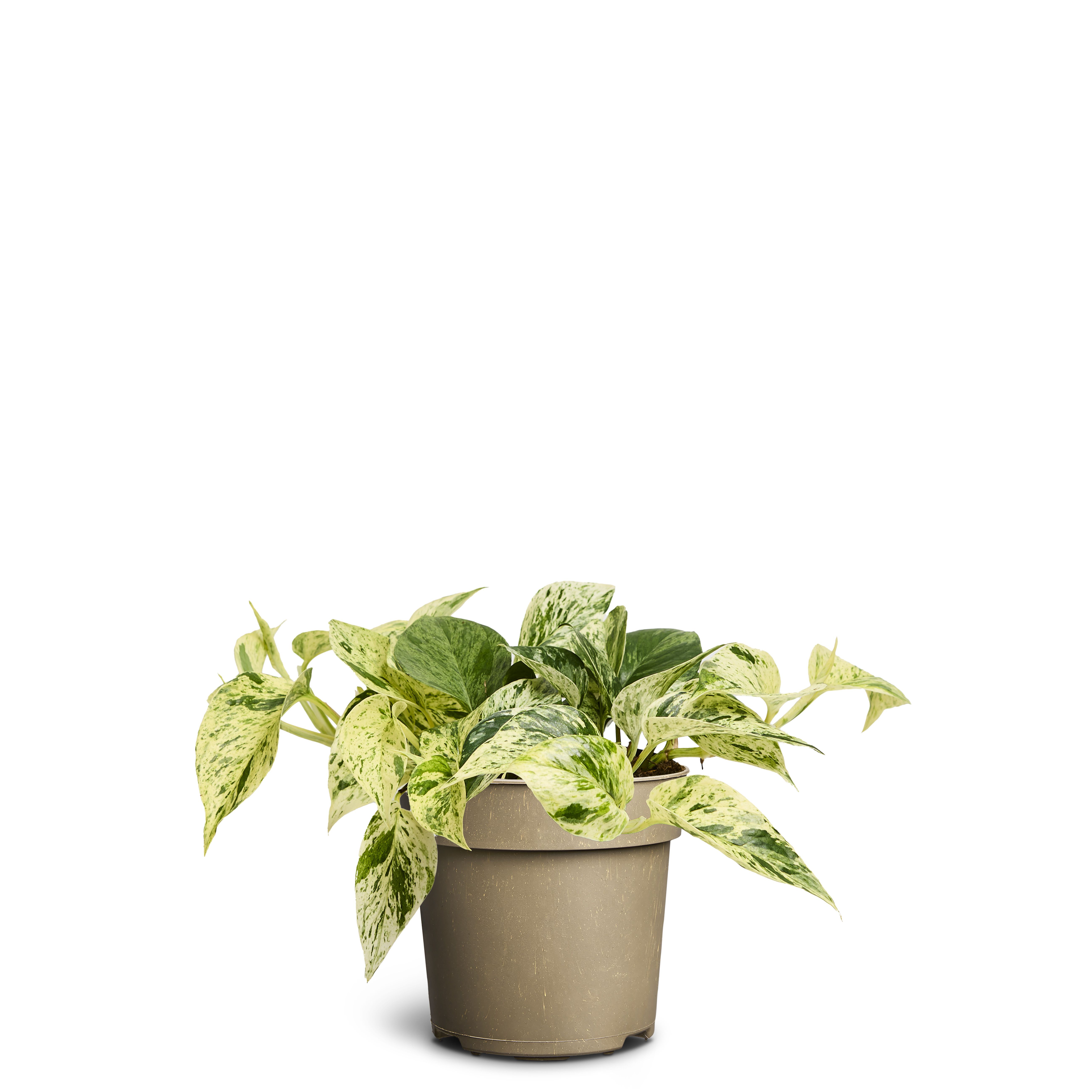 Marmorranka ‘Marble Queen’