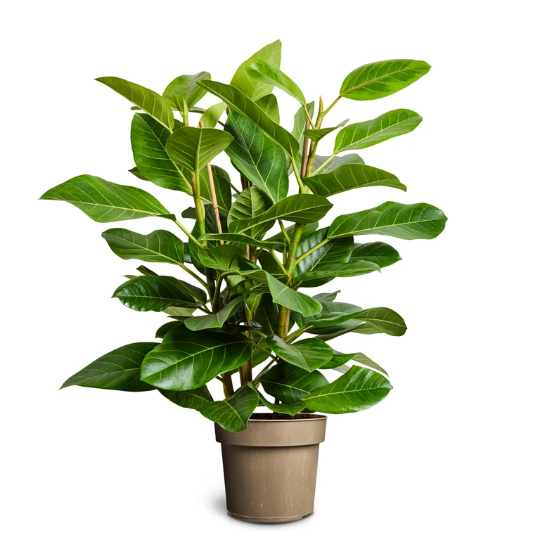 Ficus Altissima
