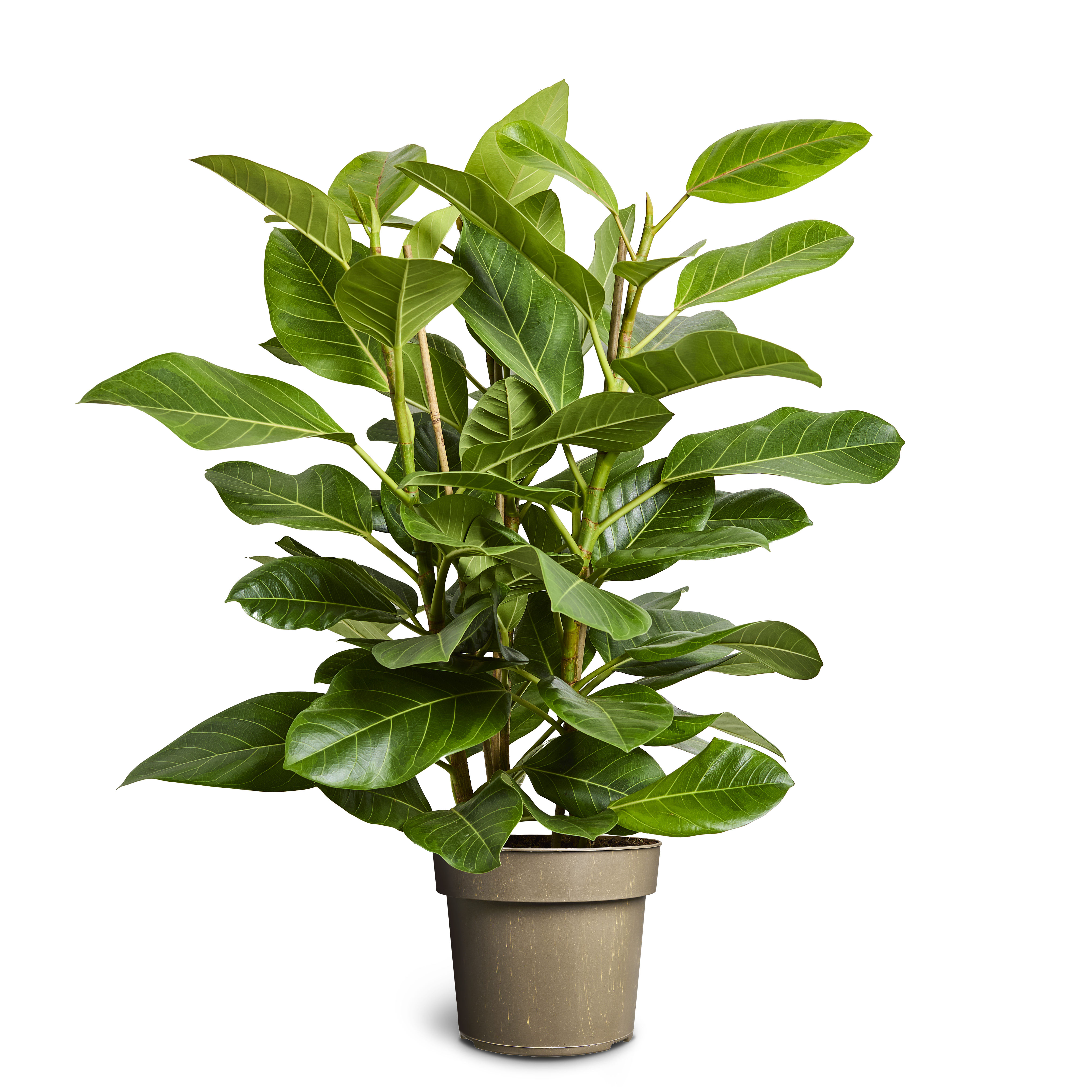 Ficus altissima