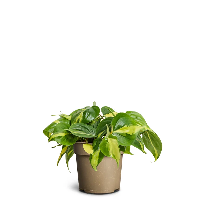 Philodendron ‘Brasil’