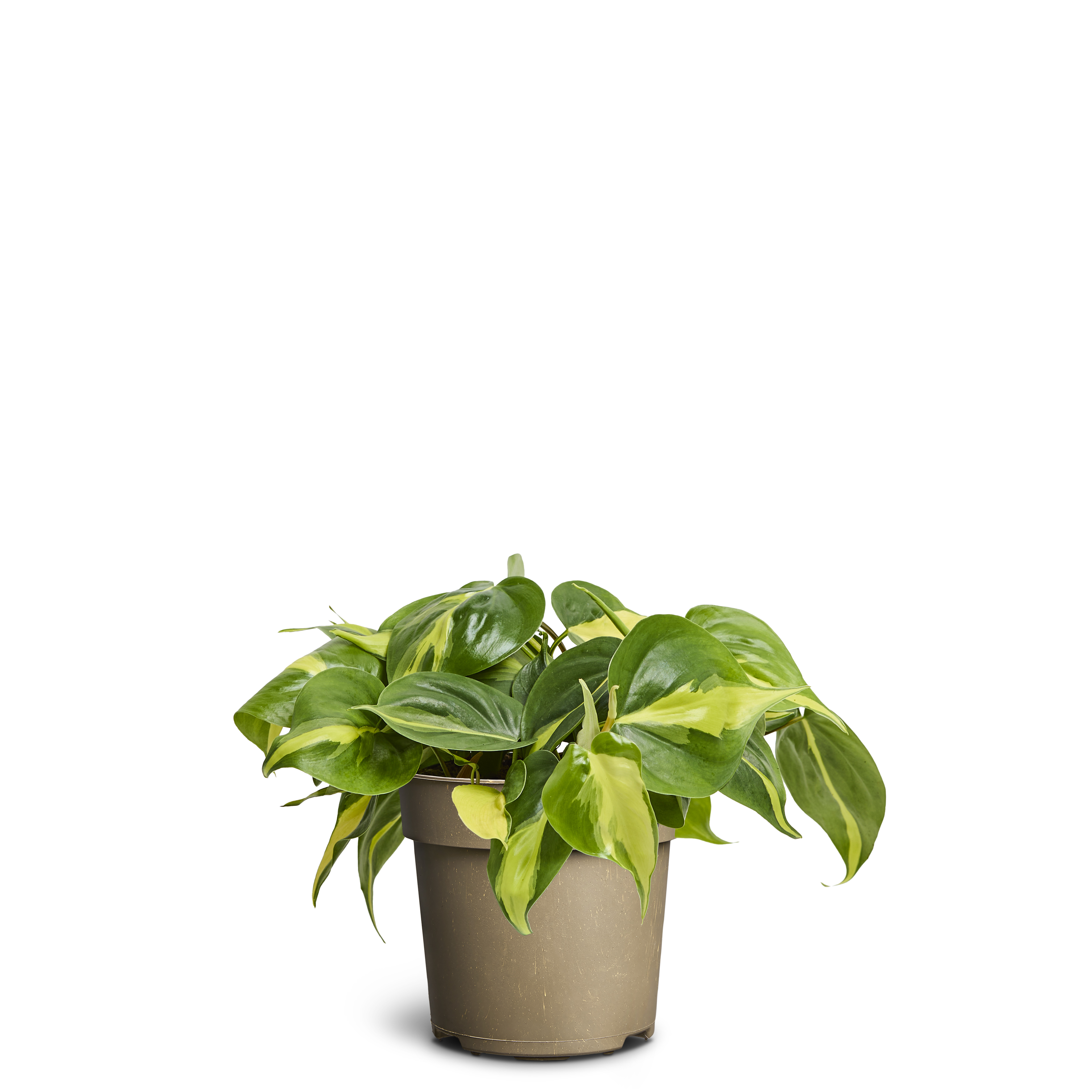 Philodendron ‘Brasil’