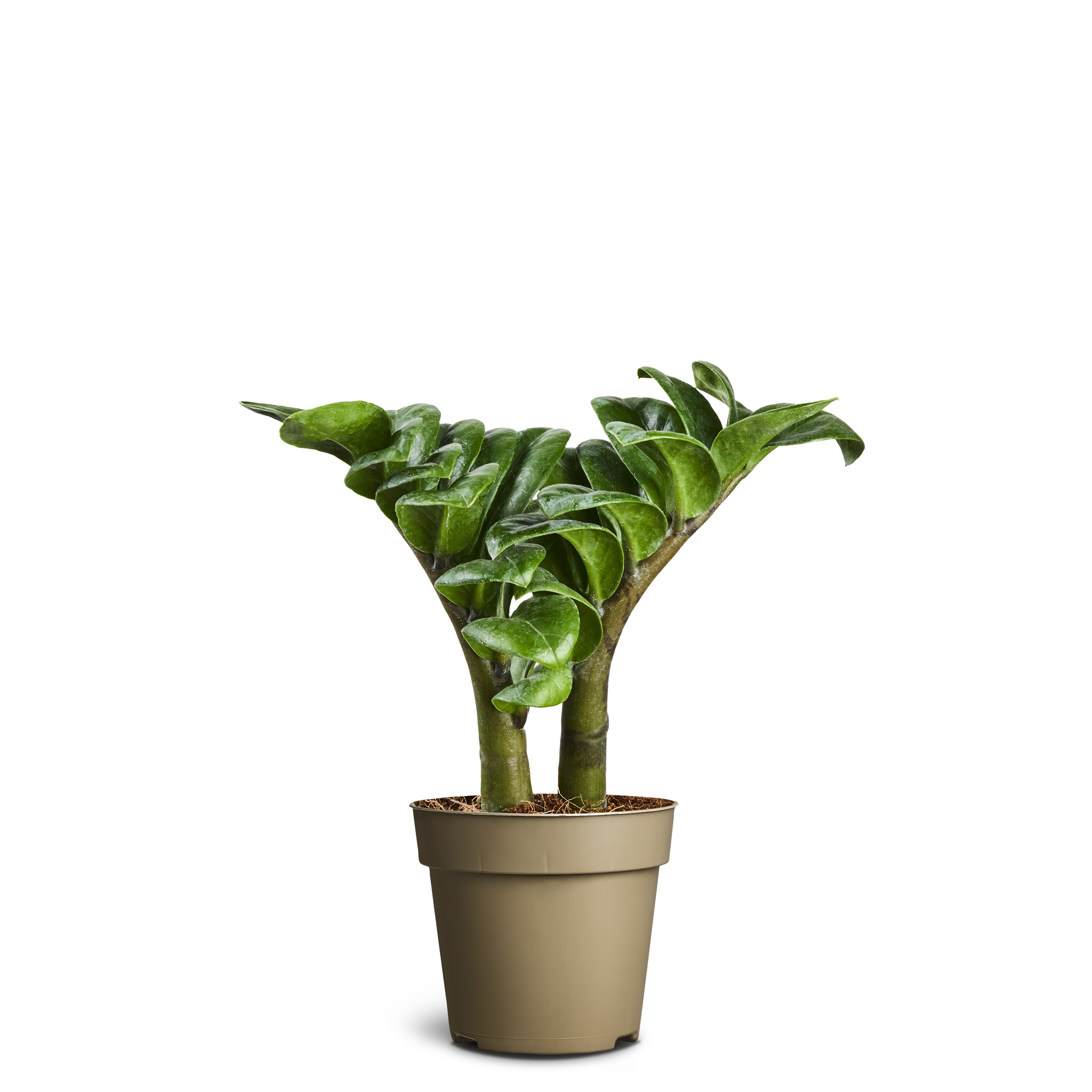 Zamioculcas ‘Zenzi’