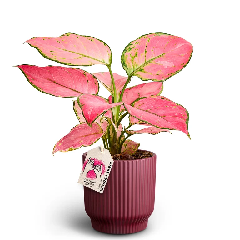 Aglaonema I Kruka
