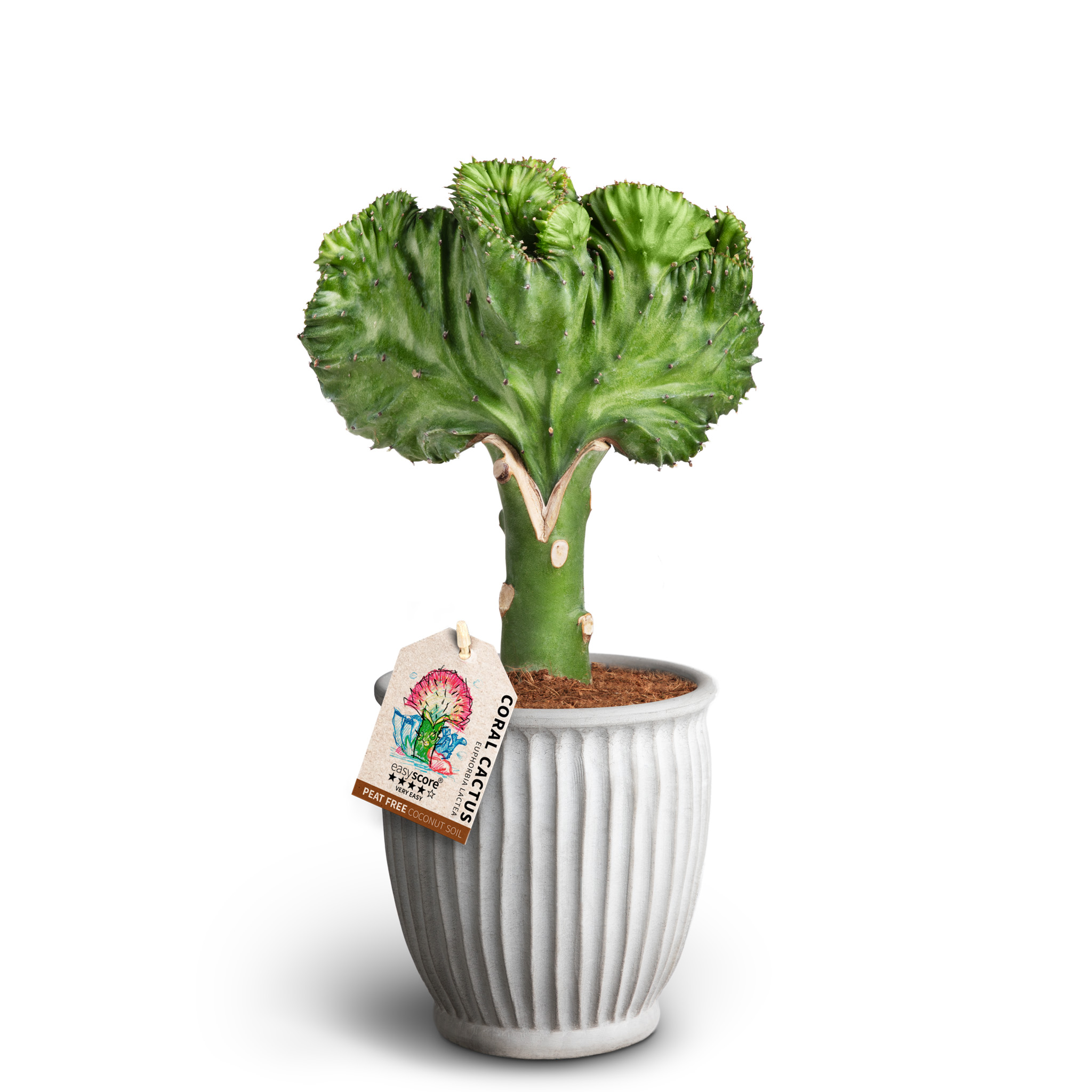 Euphorbia lactea i kruka