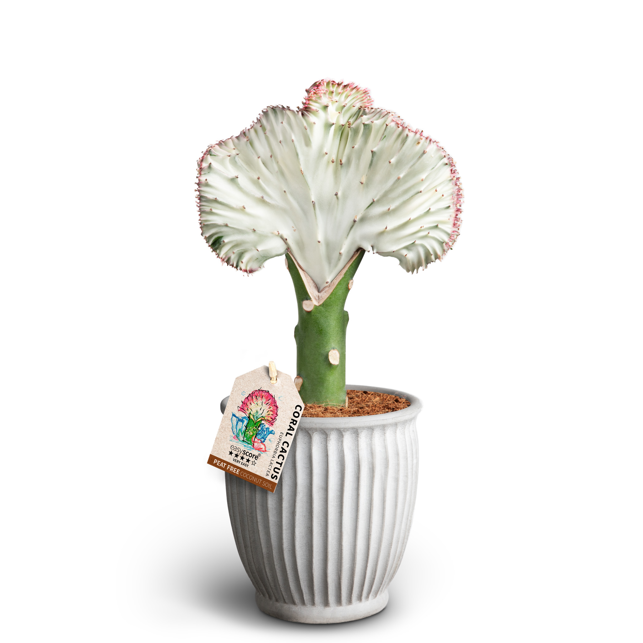 Euphorbia lactea i kruka