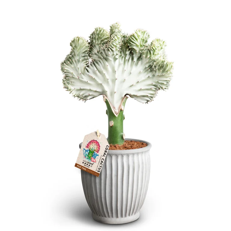 Euphorbia Lactea I Kruka