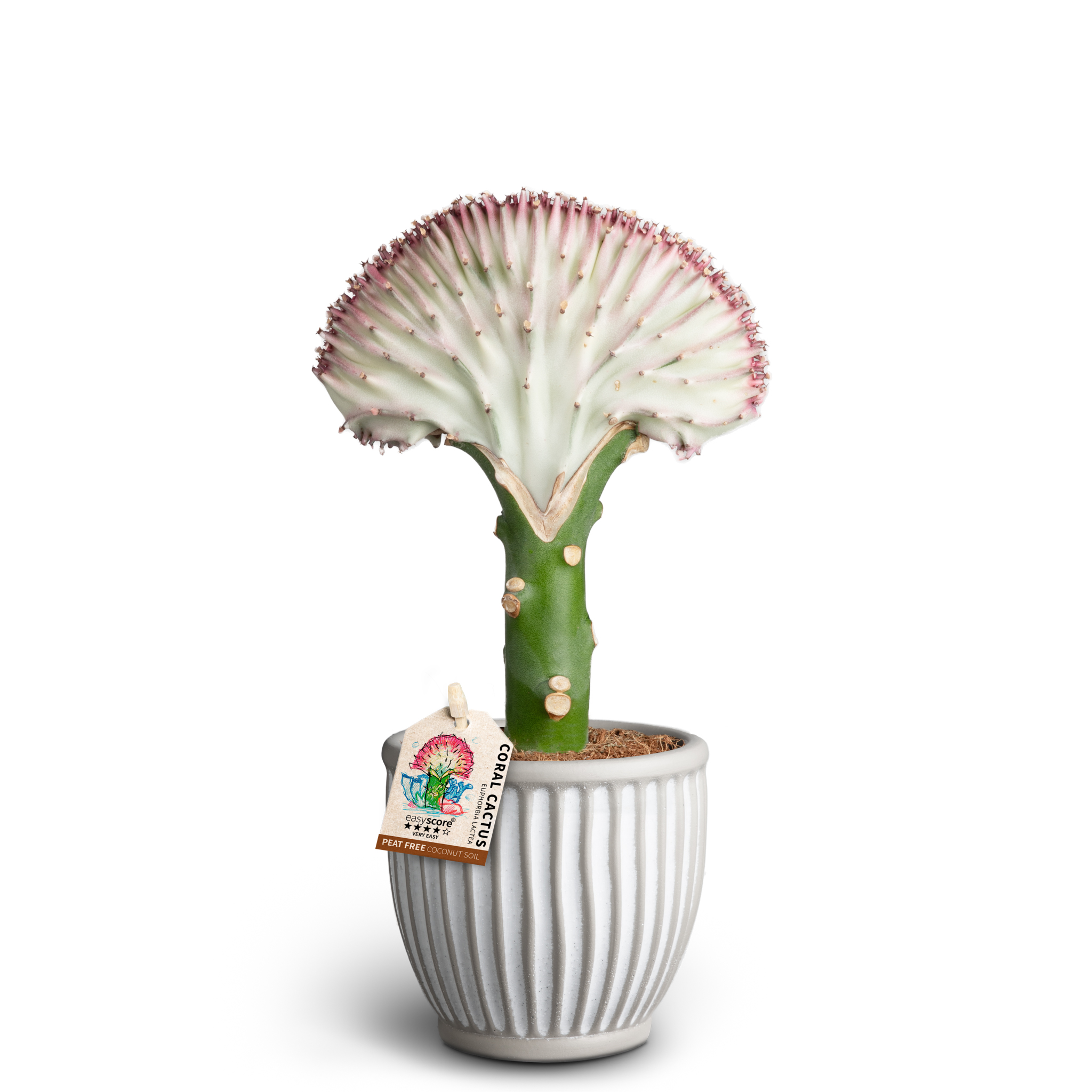 Euphorbia lactea i kruka