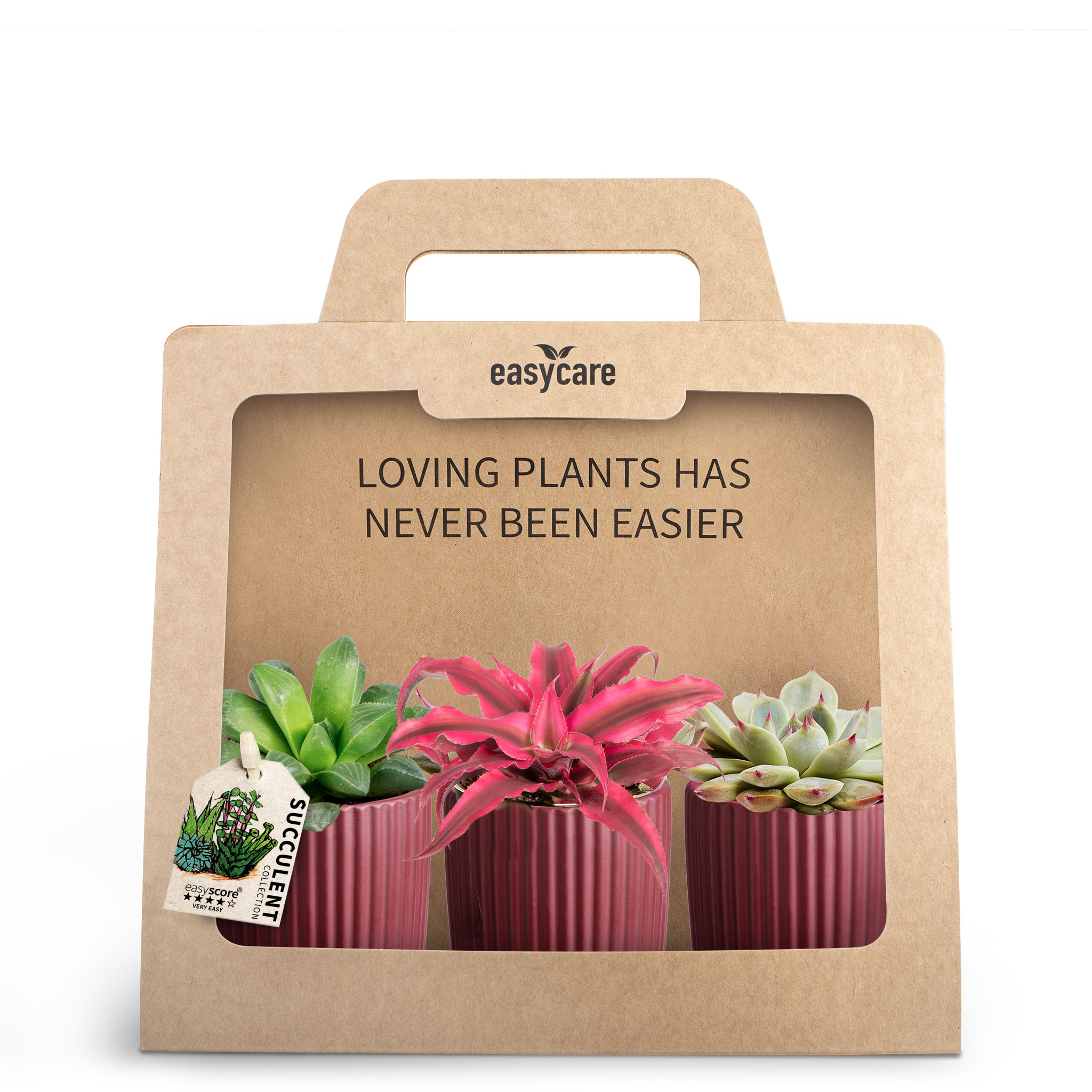 Miniväxter 3-pack i kruka