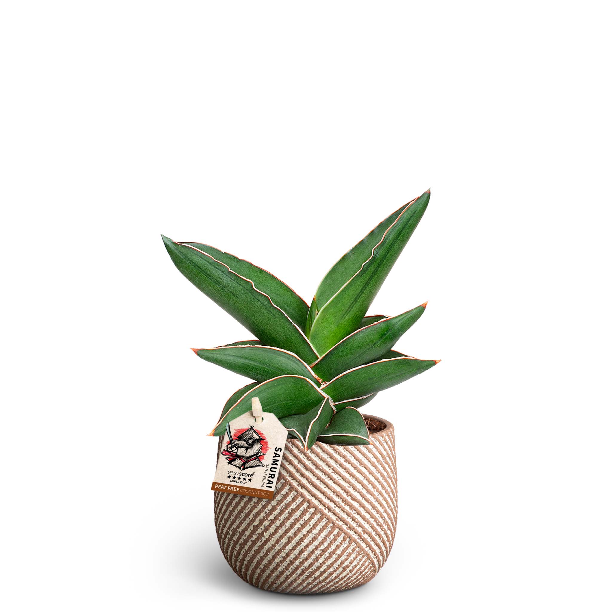 Sansevieria ‘Samurai’ i kruka