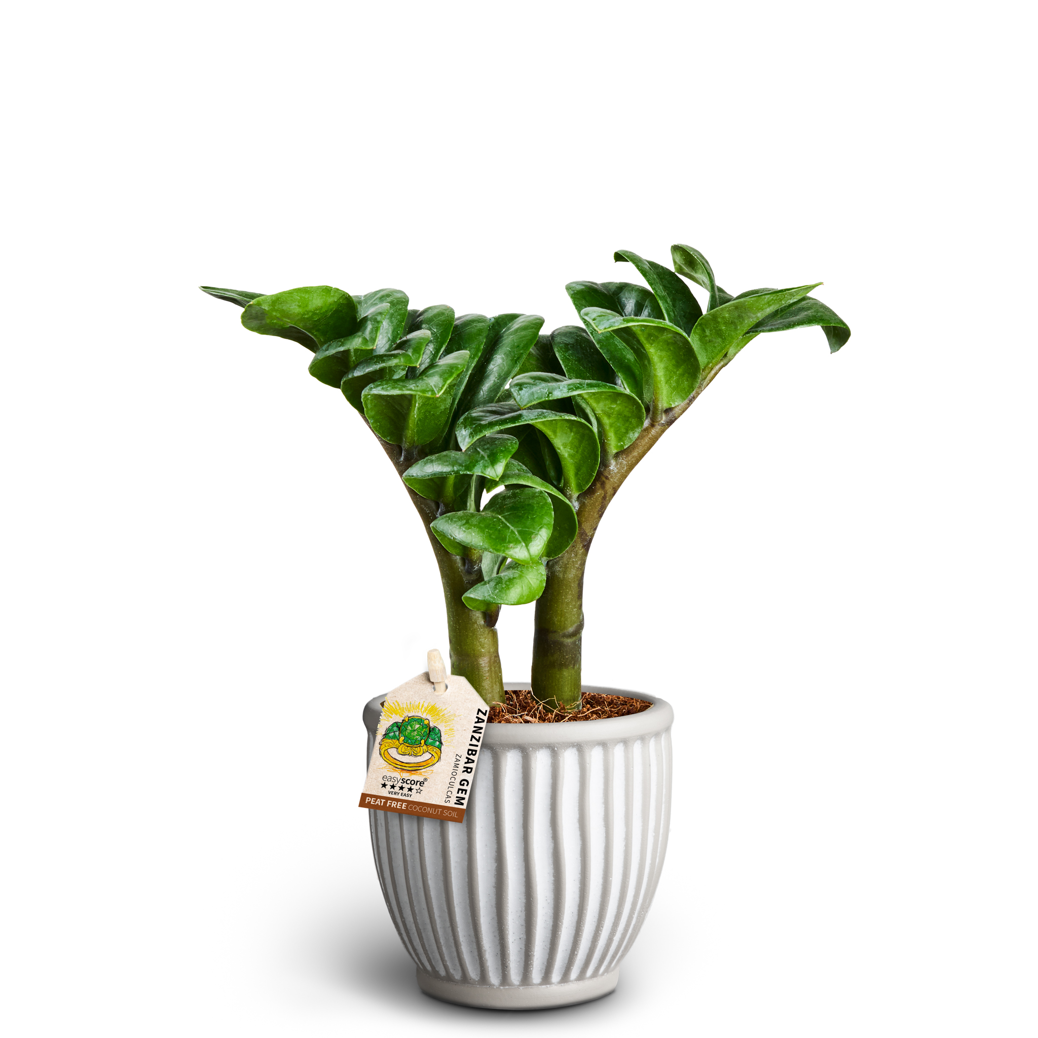 Zamioculcas i kruka
