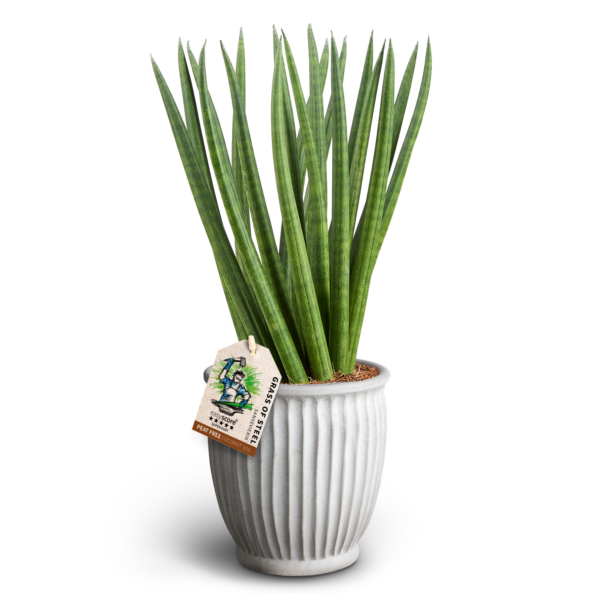 Sansevieria i kruka