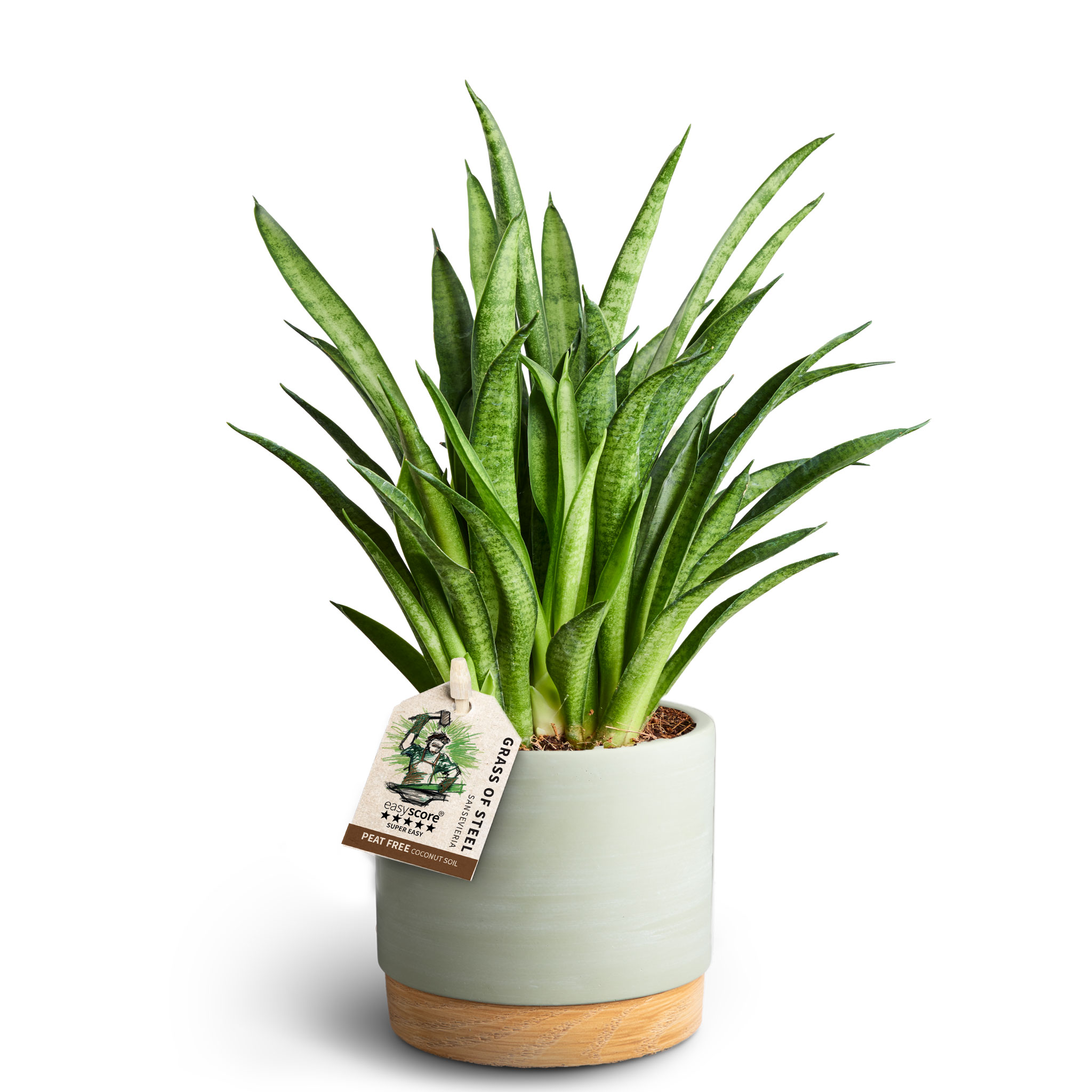 Sansevieria i kruka