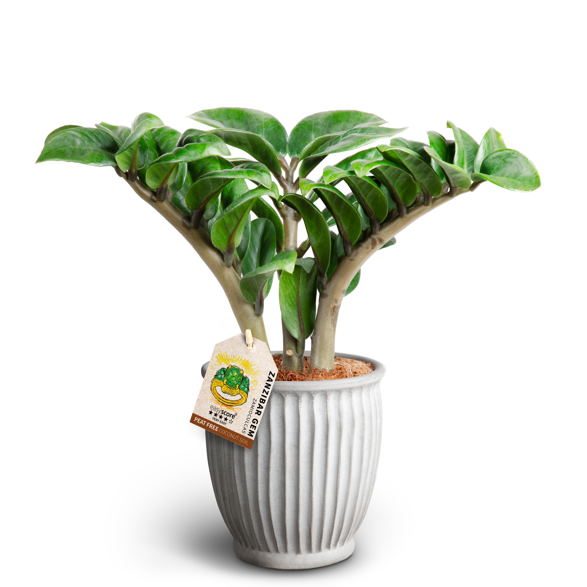 Zamioculcas i kruka