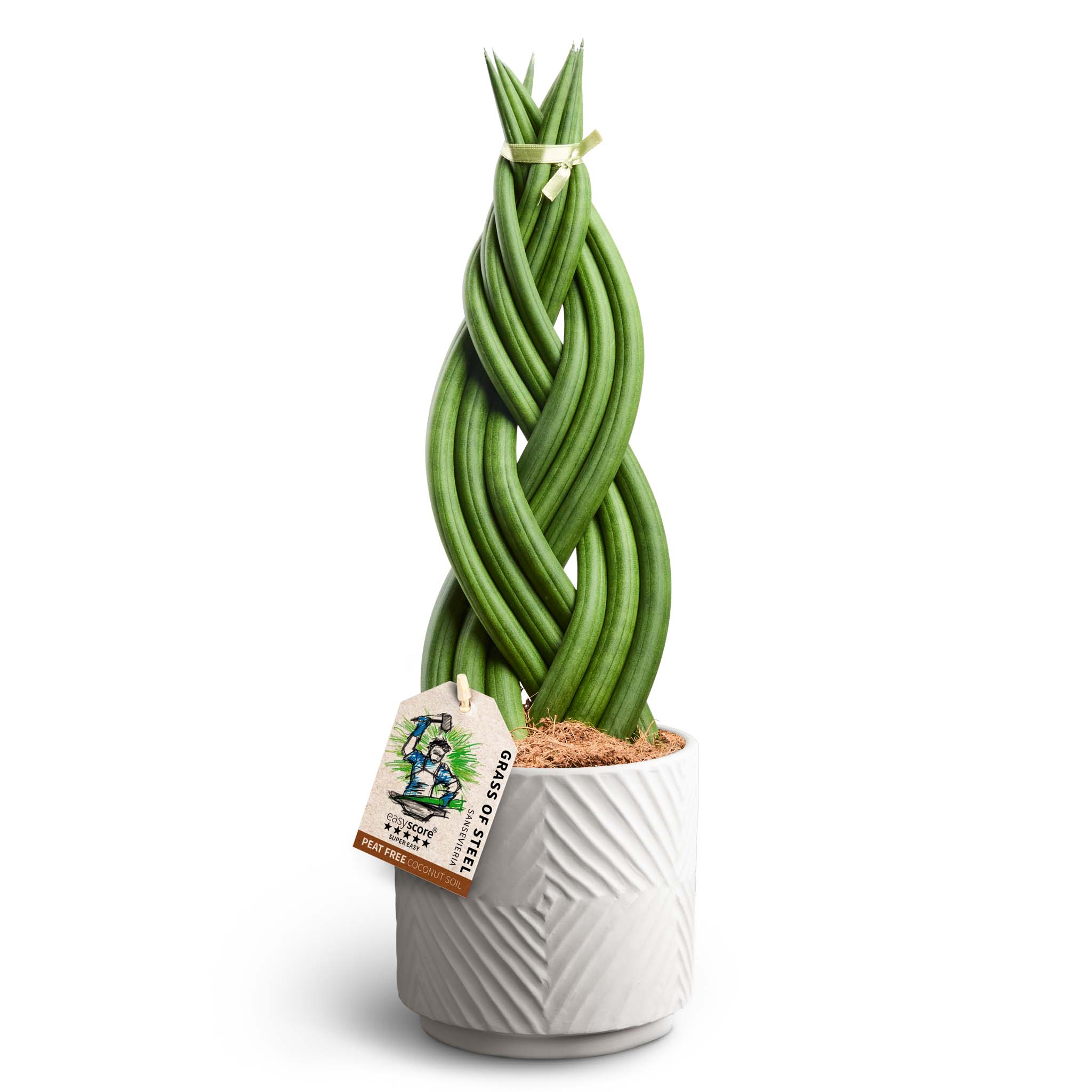 Sansevieria i kruka