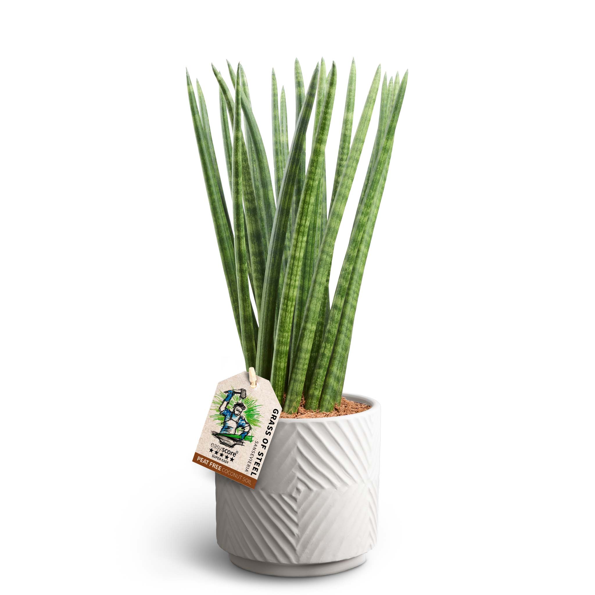 Sansevieria i kruka