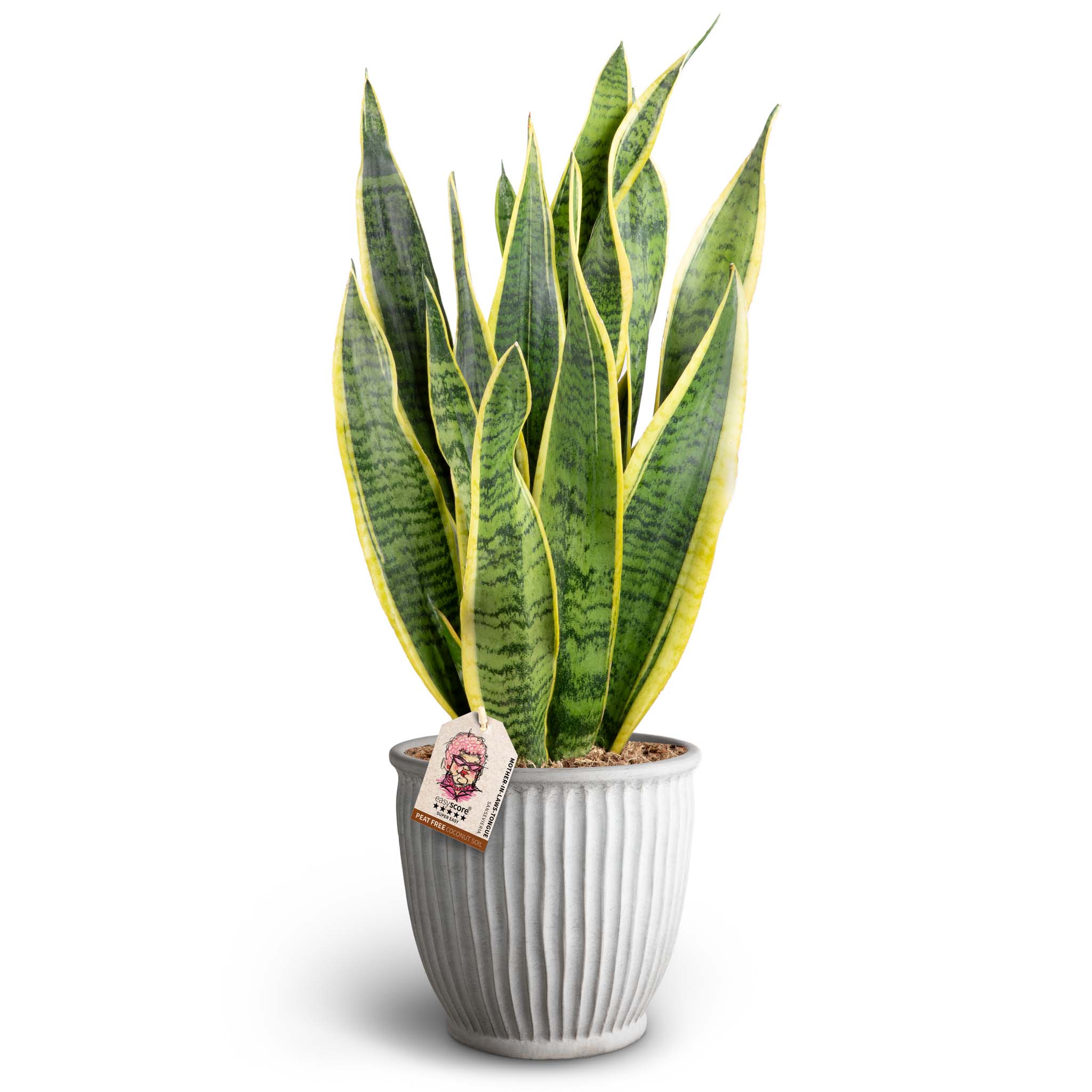 Sansevieria i kruka
