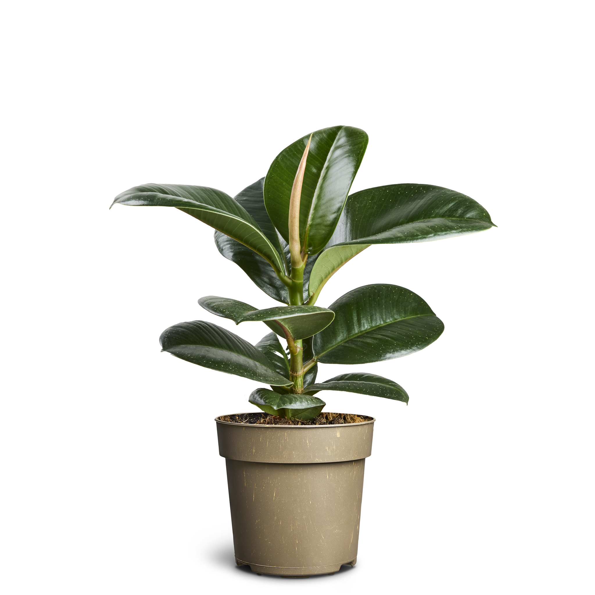 Fönsterfikus 'Sofia'