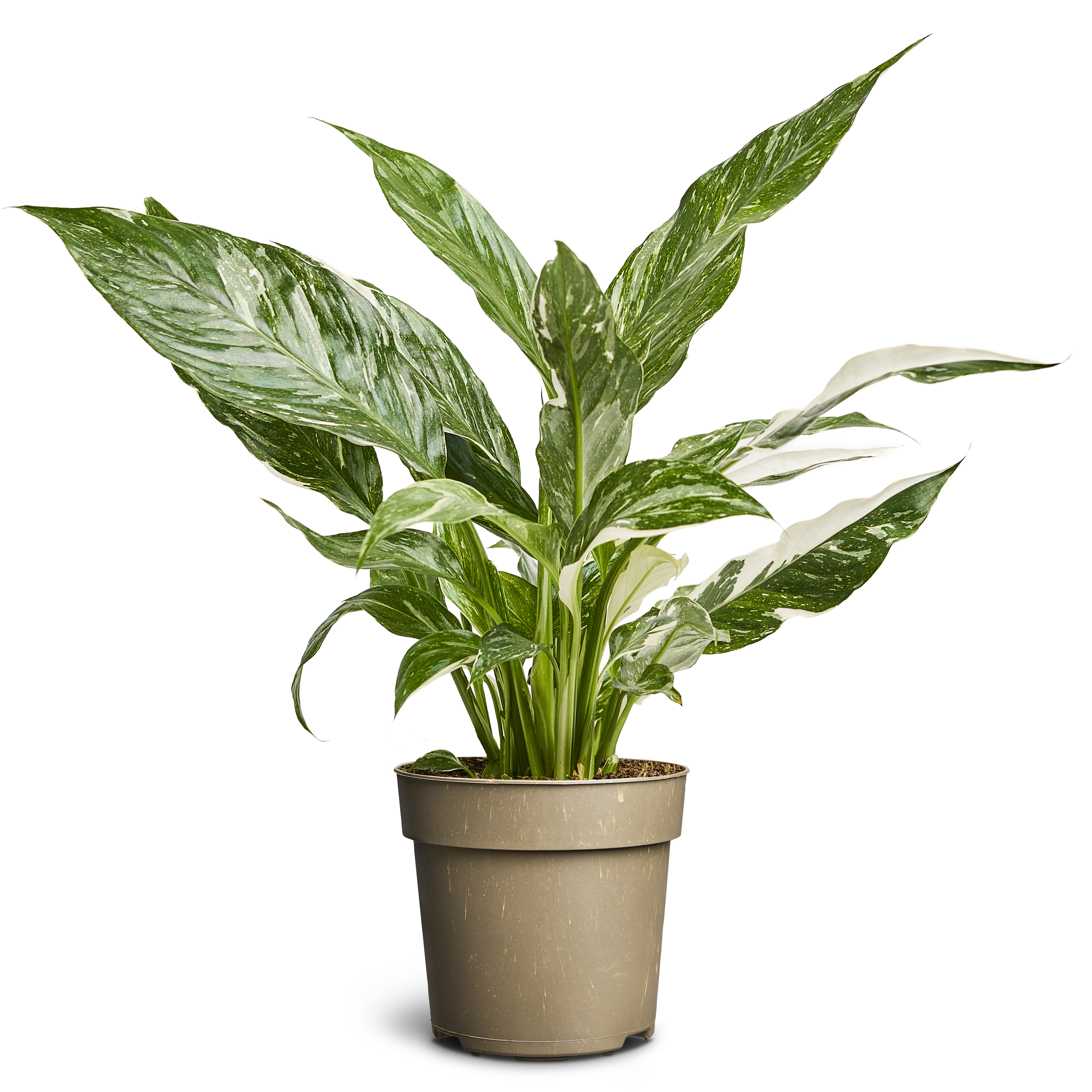 Spathiphyllum Variegata