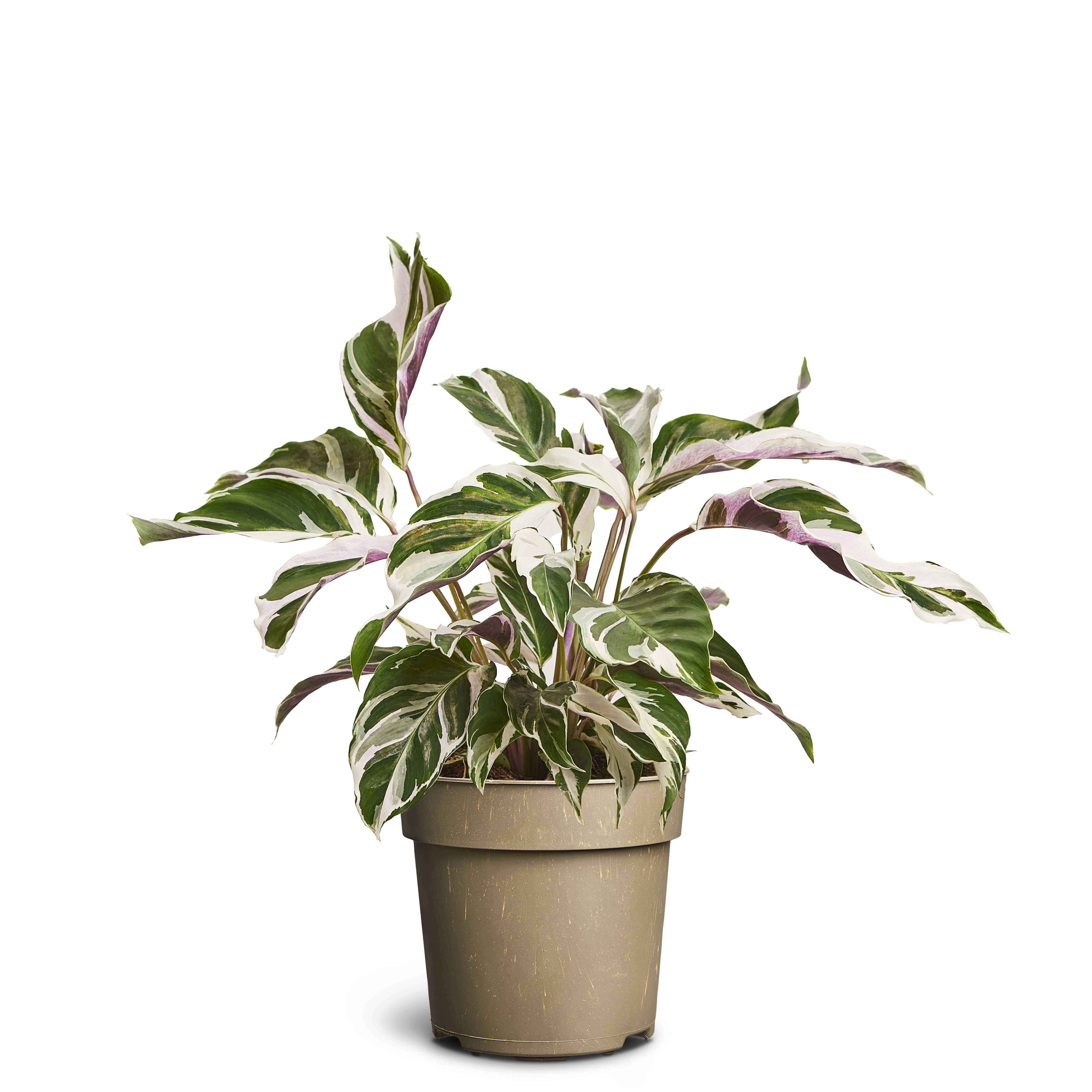 Kalatea ‘White Miracle’