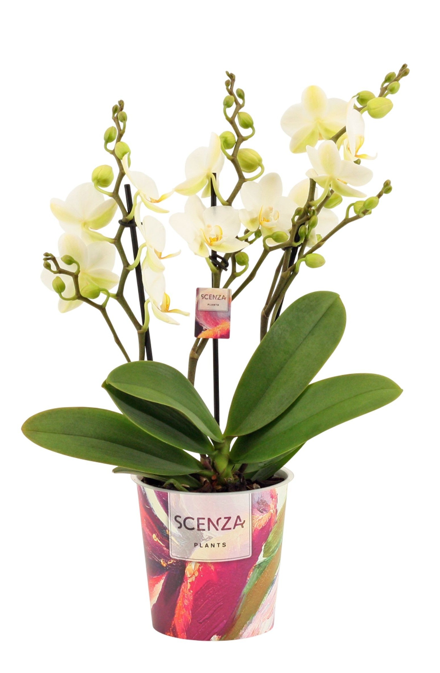Phalaenopsis 'Lausanne'