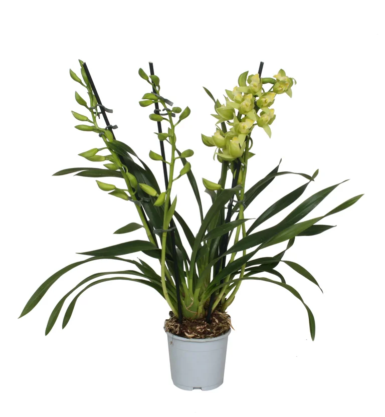 Cymbidium ‘Green Arrow’