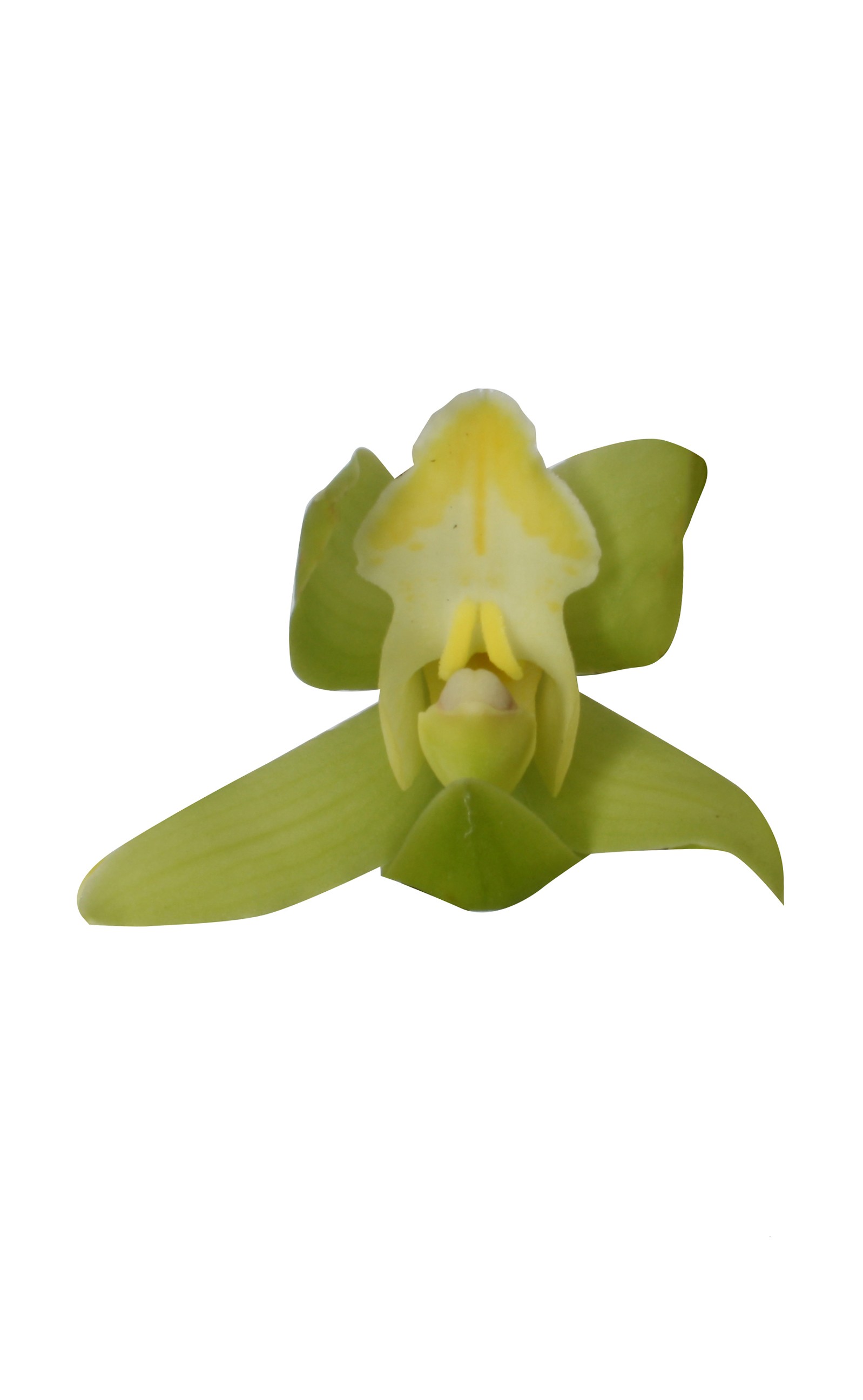 Cymbidium 'Green Arrow'