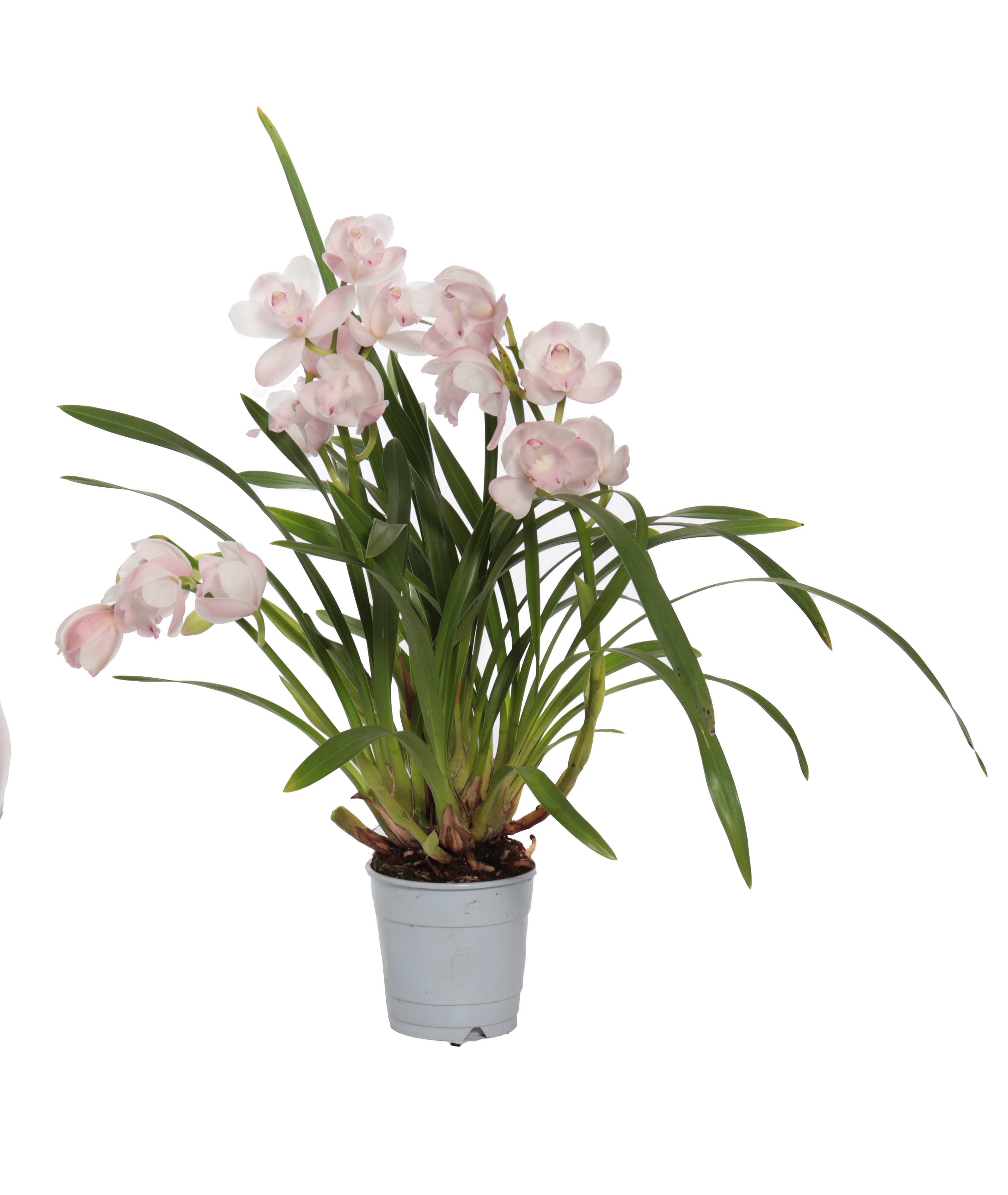 Cymbidium 'Pink Bell'