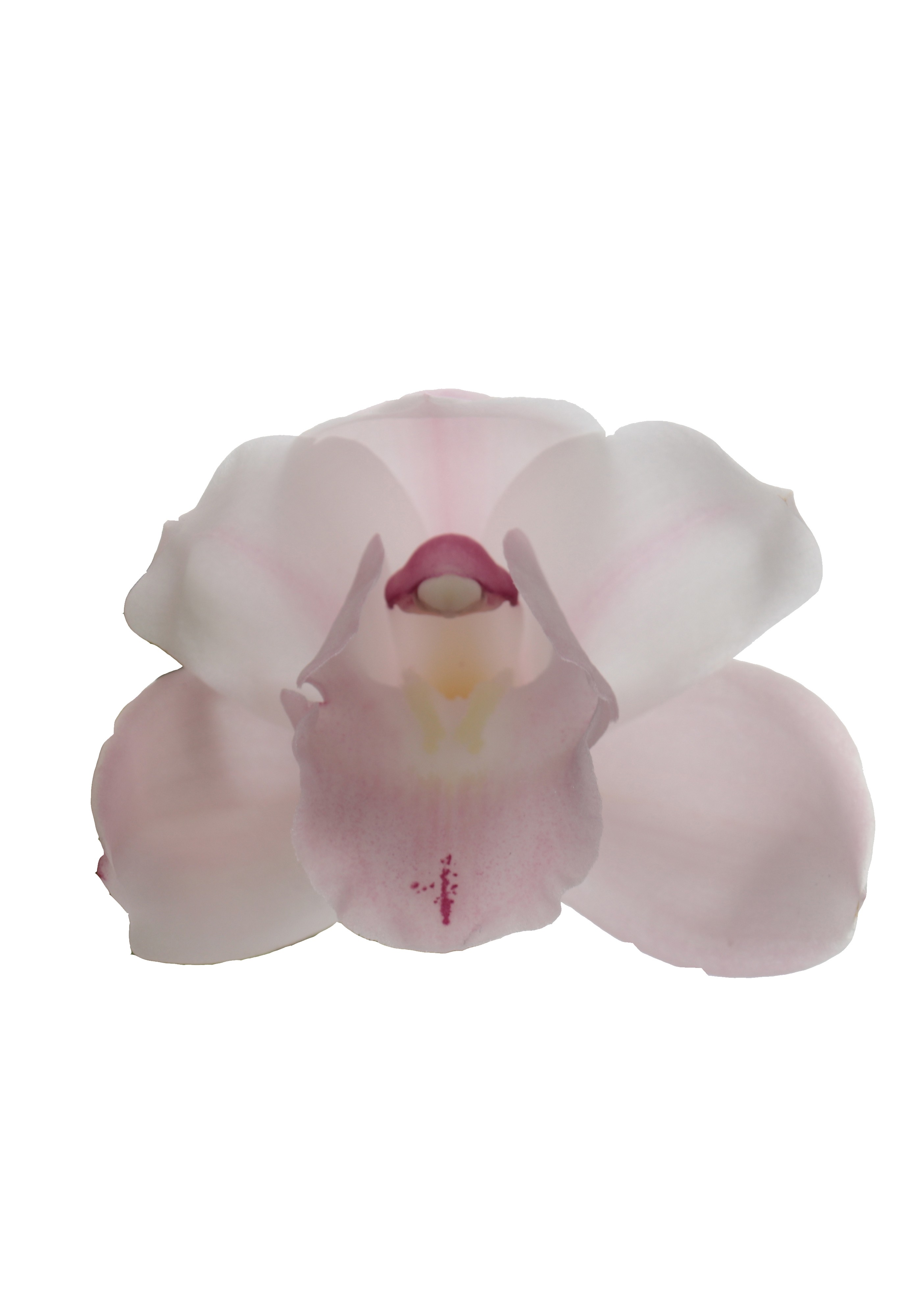 Cymbidium 'Pink Bell'