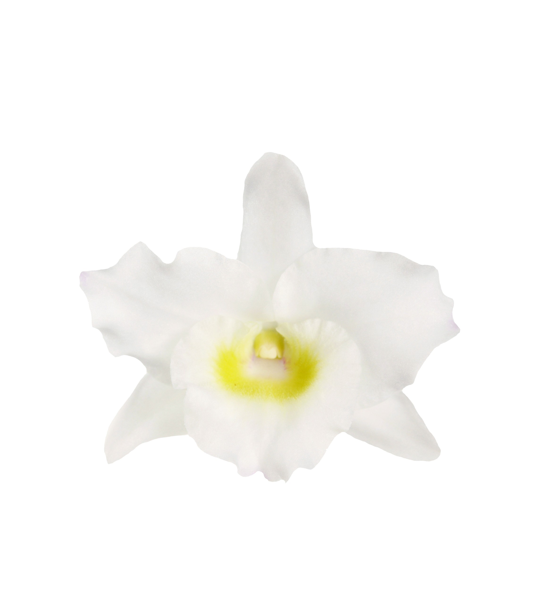 Dendrobium nobile 'Apollon'