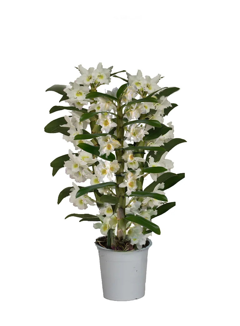 Dendrobium Nobile ‘Apollon’