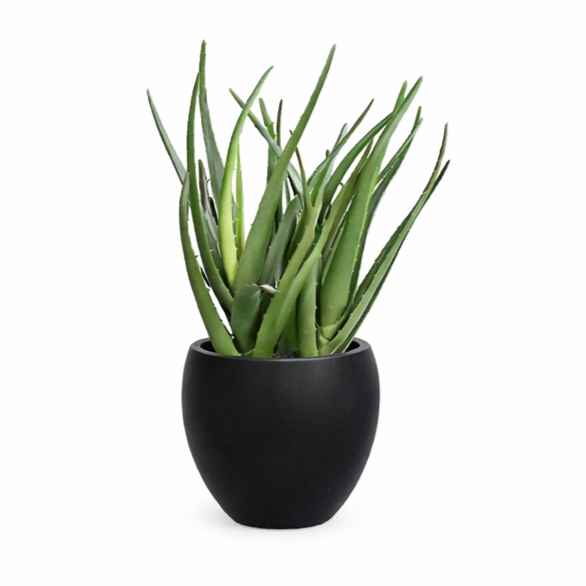 Alovera plante i potte kunstig
