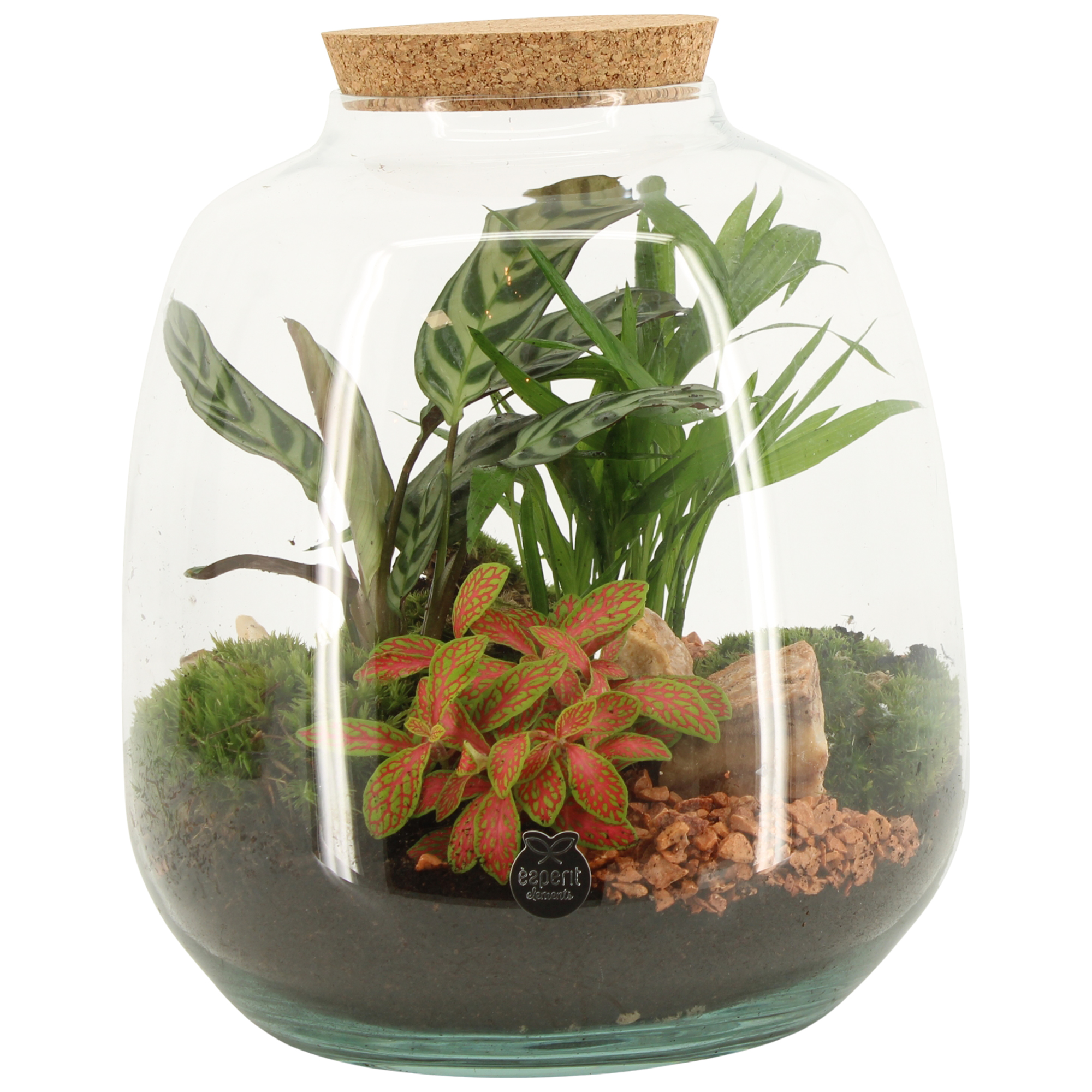 Terrarium i glas